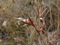 Cymbopogon pospischilii