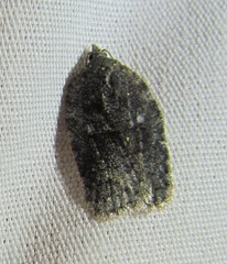 Acleris fuscana
