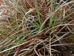 Cymbopogon pospischilii