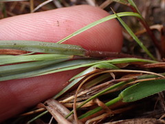 Cymbopogon pospischilii