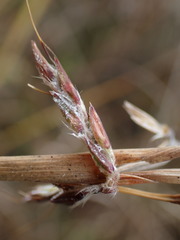 Cymbopogon pospischilii