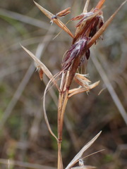 Cymbopogon pospischilii