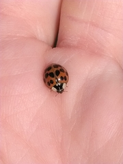 Harmonia axyridis