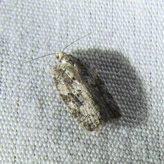 Acleris cornana