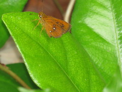 Iambrix salsala salsala