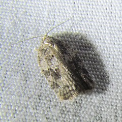 Acleris cornana