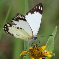 Belenois creona severina