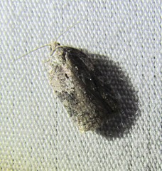 Acleris cornana