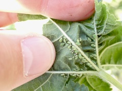 Aphis umbrella