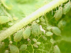 Aphis umbrella