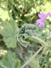 Aphis umbrella