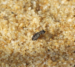 Scopodes