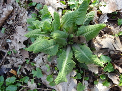 Primula elatior