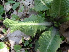 Primula elatior