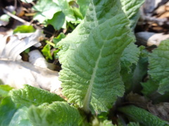 Primula elatior