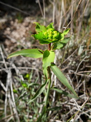 Euphorbia serrata