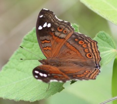 Junonia natalica