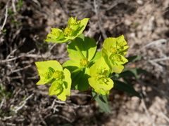 Euphorbia serrata