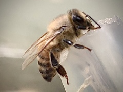 Apis mellifera