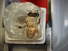 Apis mellifera