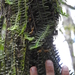 Dichaea trichocarpa - Photo (c) Eusebio, algunos derechos reservados (CC BY-NC), subido por Eusebio