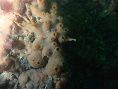 Amphilectus fucorum