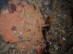 Amphilectus fucorum