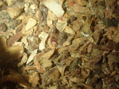 Apletodon dentatus