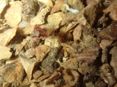 Apletodon dentatus