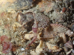 Apletodon dentatus