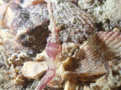 Apletodon dentatus