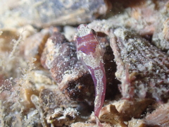 Apletodon dentatus