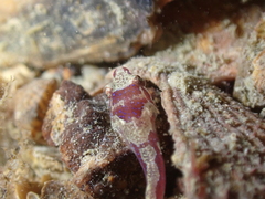 Apletodon dentatus