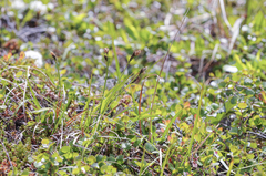 Carex aquatilis stans