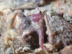 Apletodon dentatus
