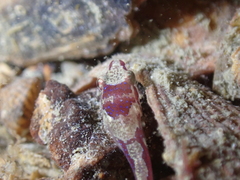Apletodon dentatus