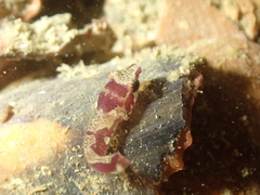 Apletodon dentatus
