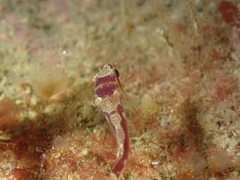 Apletodon dentatus