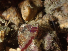Apletodon dentatus