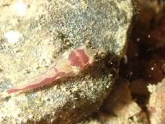 Apletodon dentatus