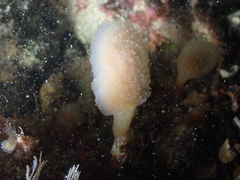 Aplidium punctum