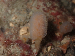 Aplidium punctum