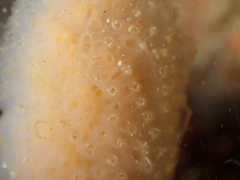 Aplidium punctum