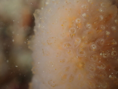 Aplidium punctum