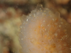 Aplidium punctum