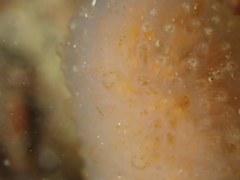 Aplidium punctum