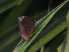 Elymnias hypermnestra beatrice