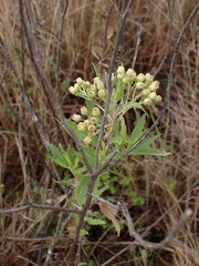Nidorella ivifolia