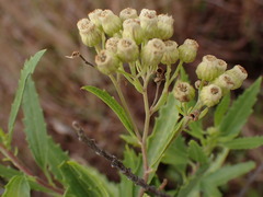 Nidorella ivifolia