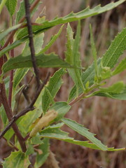 Nidorella ivifolia